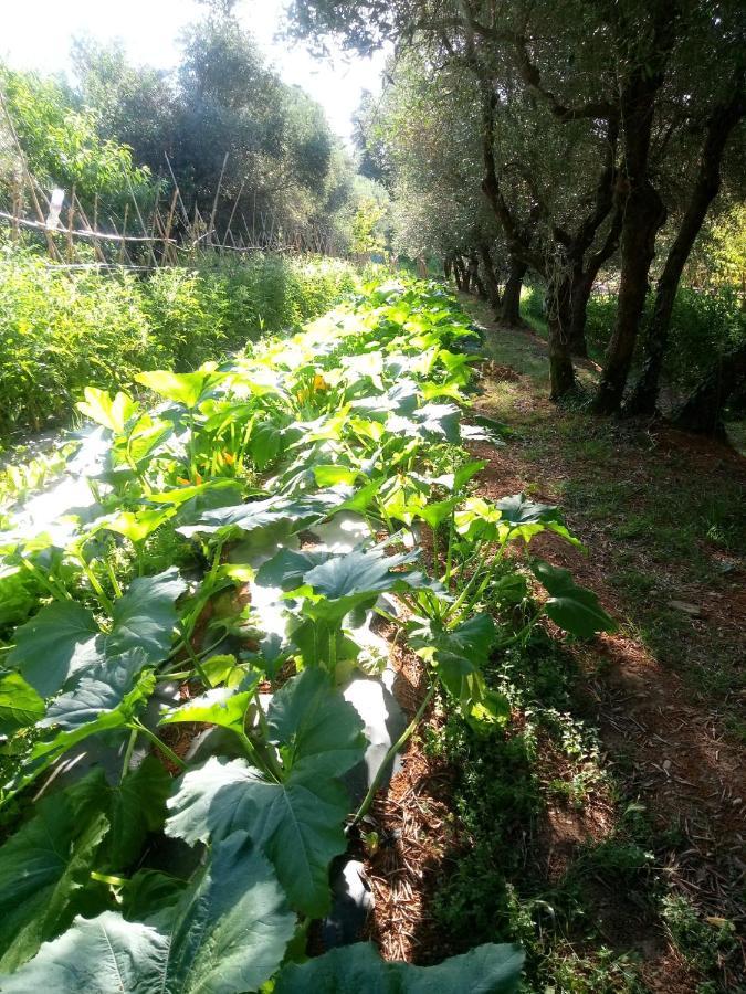 Апартаменты Az.Agricola Agriturismo La Locanda Di Lann Фучеккьо Экстерьер фото