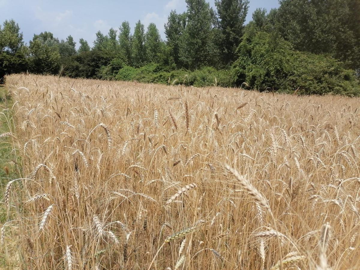 Апартаменты Az.Agricola Agriturismo La Locanda Di Lann Фучеккьо Экстерьер фото