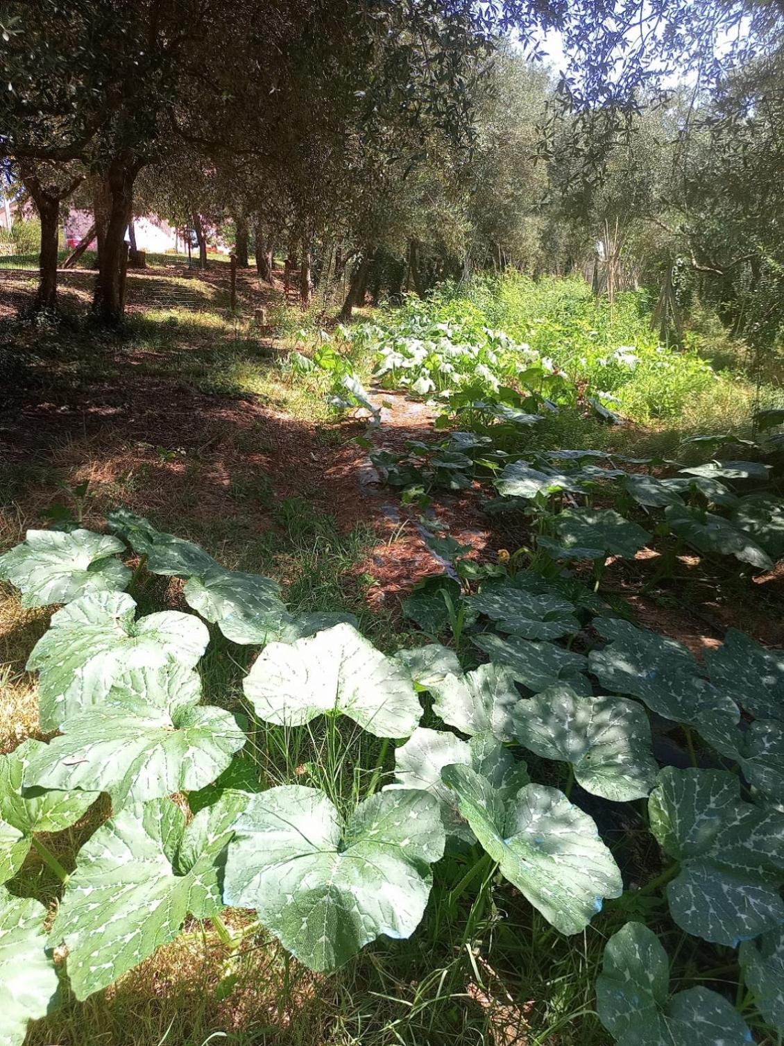 Апартаменты Az.Agricola Agriturismo La Locanda Di Lann Фучеккьо Экстерьер фото